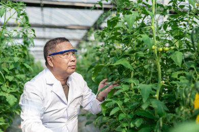 一个男性 农业科学研究人员在检查修剪植物