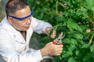 一个男性 农业科学研究人员在检查修剪植物