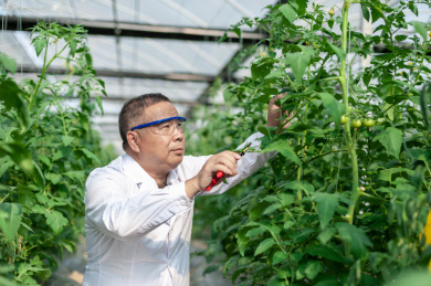 一个男性 农业科学研究人员在检查修剪植物