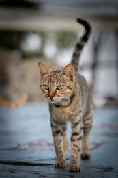 后院花园里玩耍的可爱猫眯