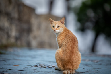 后院花园里玩耍的可爱猫眯