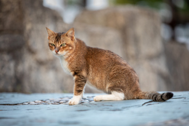 后院花园里玩耍的可爱猫眯
