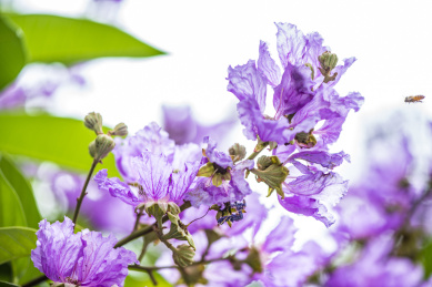 阳光下公园里盛开的紫薇花特写
