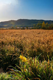 中国黑龙江省哈尔滨市亚布力乡间稻田