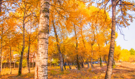 中国青海湟源县秋天金色的白桦林