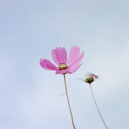 田野里盛开着的粉色格桑花