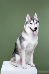 眼神望向一边的笑脸哈士奇