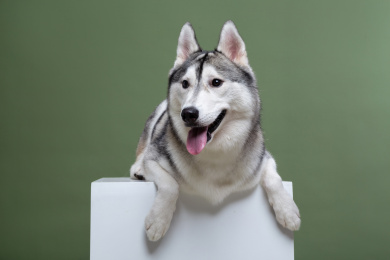 累趴下的哈士奇