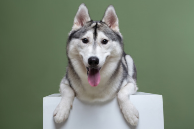 累趴下的哈士奇