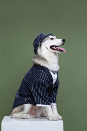 笑脸哈士奇坐立侧面