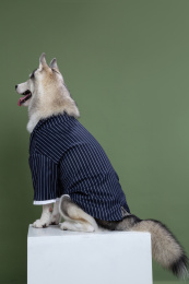 穿着绅士服装的哈士奇侧身