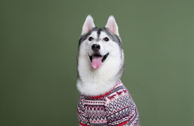 纯色背景面带笑容的哈士奇特写