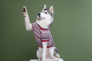 伸手打招呼的哈士奇