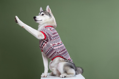 伸手打招呼的哈士奇