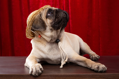 坐在桌子上眼神往上看的巴哥犬