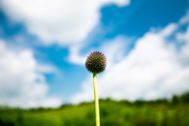 仰拍视角的绒球草