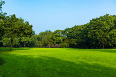 阳光下公园里的树林与草坪