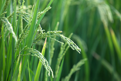 特写拍摄稻田里正在灌浆的稻穗