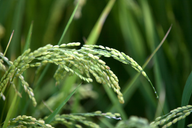 水田里即将成熟的水稻稻穗特写