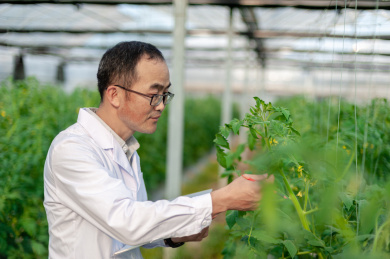 一个男性 农业科学研究人员在检查修剪植物
