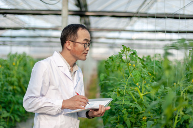 一个男性 农业科学研究人员在检查修剪植物