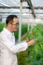 一个男性 农业科学研究人员在检查修剪植物