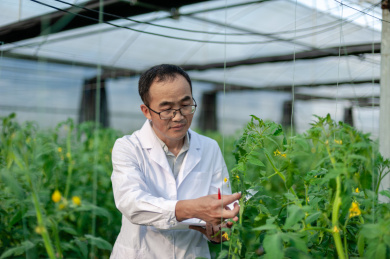 一个男性 农业科学研究人员在检查修剪植物