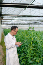 一个男性 农业科学研究人员在检查修剪植物