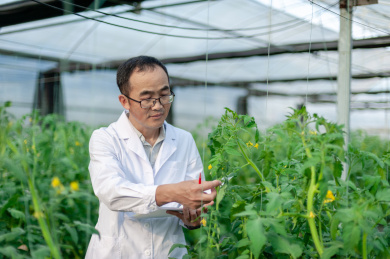 一个男性 农业科学研究人员在检查修剪植物