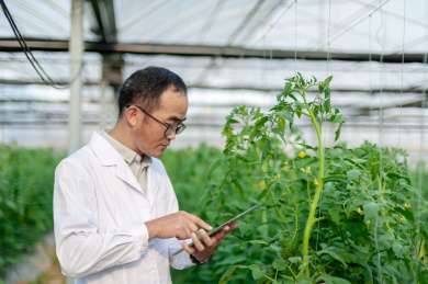 一个男性 农业科学研究人员在检查修剪植物