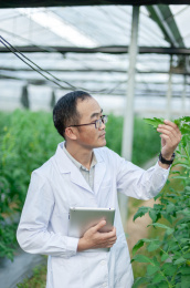 一个男性 农业科学研究人员在检查修剪植物