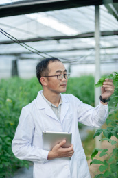 一个男性 农业科学研究人员在检查修剪植物