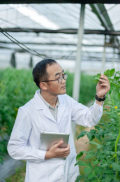 一个男性 农业科学研究人员在检查修剪植物