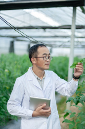 一个男性 农业科学研究人员在检查修剪植物