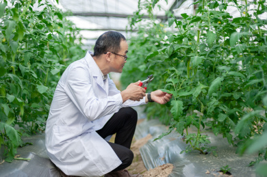一个男性 农业科学研究人员在检查修剪植物