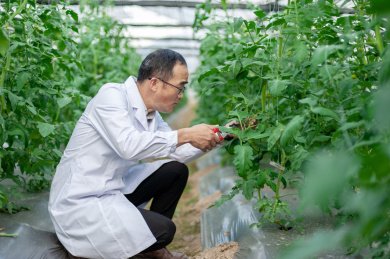 一个男性 农业科学研究人员在检查修剪植物
