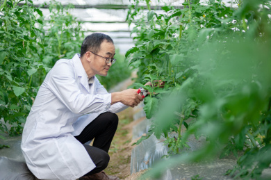 一个男性 农业科学研究人员在检查修剪植物