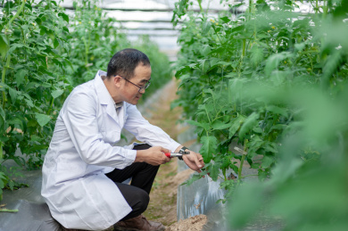 一个男性 农业科学研究人员在检查修剪植物
