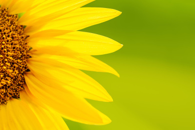 背景素材盛开的向日葵太阳花