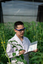 钢架蔬菜大棚中一名东方男性研究人员在记录番茄的生长情况