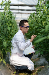 钢架蔬菜大棚中一名东方男性研究人员对番茄的生长情况进行观察记载