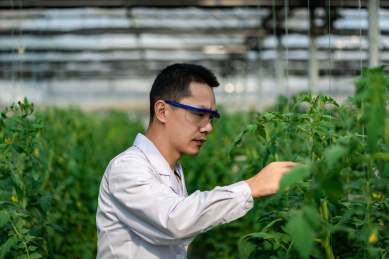 蔬菜大棚中一名东方男性研究人员对番茄的生长情况进行观察