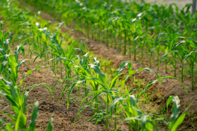 几行排列整齐的苗期玉米植株