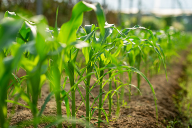 一排整齐的苗期玉米植株特写