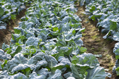 成片的长势良好的芥兰菜地