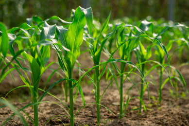 逆光下一排苗期玉米植株特写