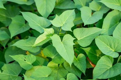 田间一株地瓜叶的特写
