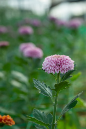 一朵粉红色的小雏菊特写