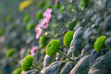 绿色的球形雏菊中点缀着几朵含苞的粉色雏菊
