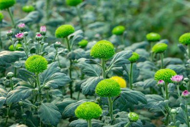 绿色的球形雏菊中点缀着几朵含苞的粉色雏菊